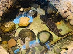 -印象鲵宴·张家界地标美食名片(溪布街店)