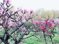 -南汇桃花村