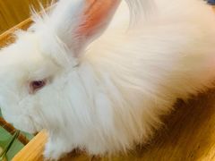 -藦茜花园宠物主题亲子互动体验馆(国顺东路店)