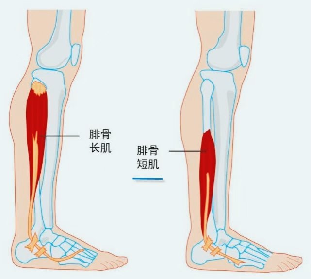 第三腓骨肌图片