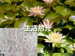 -秋霞圃