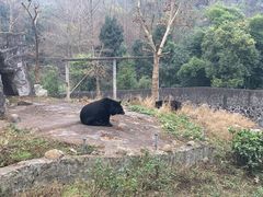 -都江堰中华大熊猫苑