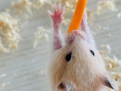 -怪兽屋·羊驼·猫咖·狗咖(俊华广场店)