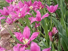 -洛阳郁金香牡丹园