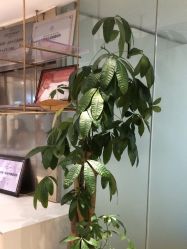-柠檬一美·Ondapro·轻薄紧致抗衰中心