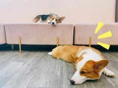 -浣熊柯尔鸭土拨鼠·电玩咖