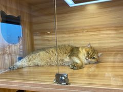 -猫十亿·布偶金渐层·曼基康矮脚猫舍(青年路店)