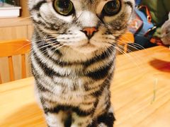 -藦茜花园宠物主题亲子互动体验馆(国顺东路店)