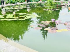 -莲花池公园