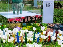 -荷兰花海