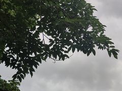 -桂湖森林公园