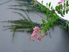 -苏州严家花园