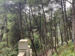 -铁山坪森林公园