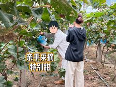 -马陆小张葡萄园农家乐