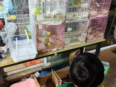 -曲阳花鸟市场(曲阳路店)