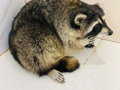 -浣熊柯尔鸭土拨鼠·电玩咖
