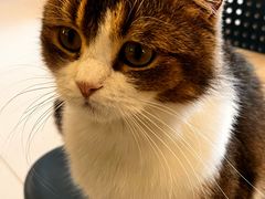 -平行世界·猫咖(首经贸店)