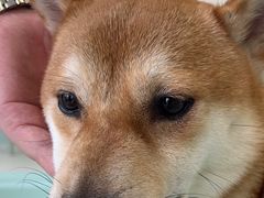 -怪兽屋·羊驼·猫咖·狗咖(俊华广场店)