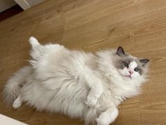 -有喵·猫咖·狗咖·30几只猫10只小狗(岗厦店)