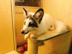 -藦茜花园宠物主题亲子互动体验馆(国顺东路店)