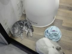 -袖虎·猫馆(体育西路店)