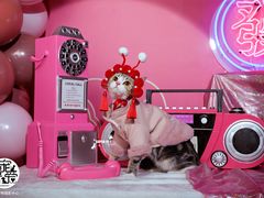 -超宠爱宠物摄影-Super pet