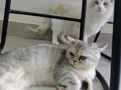 -Heymao猫咖.咖啡厅(东门店)