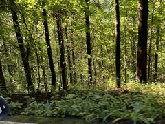 -武陵山森林公园