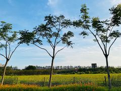 -上海长兴岛郊野公园