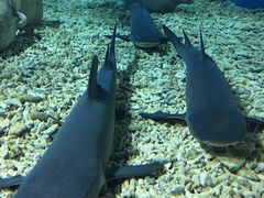 -福州罗源湾海洋世界旅游区