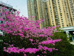 -洲头咀公园