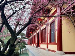 -庐山风景名胜区-东林大佛