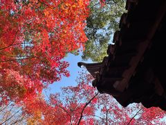 -秋霞圃