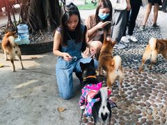 -柴犬高等学院·狗咖·柴犬售卖·宠物训练