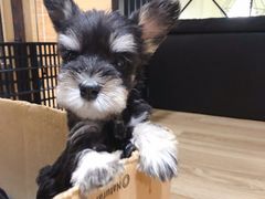 -小尾巴宠物店(万科·金域华庭店)