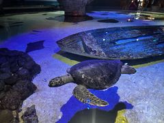 -凯莉-塔尔敦海洋生物水族馆
