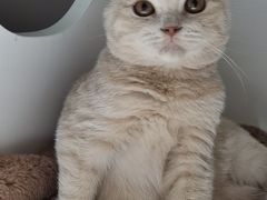 -东方名猫馆·英短金渐层布偶猫舍(环线广场1号楼店)