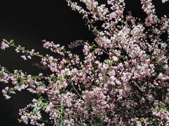-九里河湿地公园