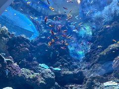 -西雅图水族馆