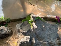 -广州长隆飞鸟乐园