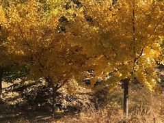 -遵化市禅林寺古银杏风景园