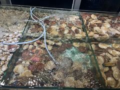 -四海蒸鲜蒸汽海鲜自助(北戴河店)