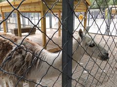 -长白岛森林公园