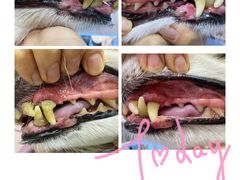 -百好乐宠物友好餐厅(朝外大街店)