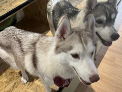 -Husky Go! 哈士奇体验馆·宠物咖啡厅狗咖