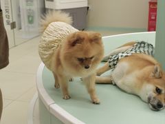 -怪兽屋·羊驼·猫咖·狗咖(俊华广场店)