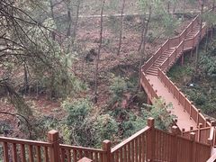 -铁山坪森林公园