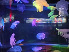 -太平洋海底世界