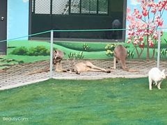 -西霞口神雕山野生动物世界