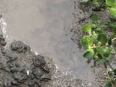 -北海金海湾红树林生态旅游区